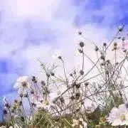 とばの画像