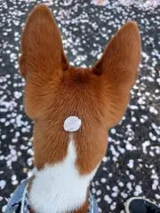 リリーＤＯの画像