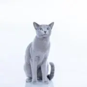 みーみんの画像