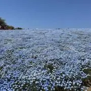 Miiの画像