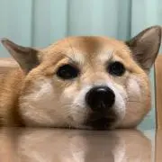 ももしばの画像