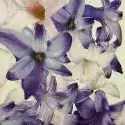 White プロフ必読‼︎の画像