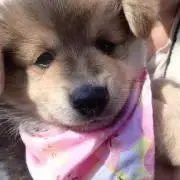 おがわの画像