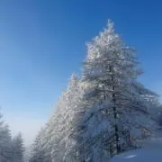 リッキーの画像