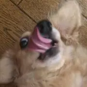 Pの画像