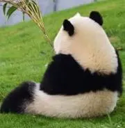 パンダの画像