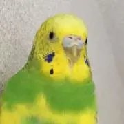 ぴーすけの画像