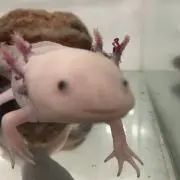 ユポの画像