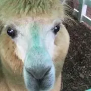 あるぱか