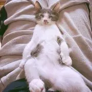 ムイネコの画像
