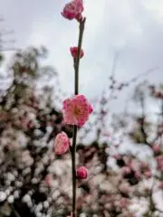 S.ylの画像