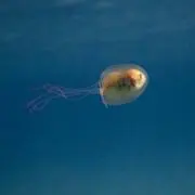 トラネキサム酸の画像