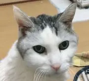 オタケの画像