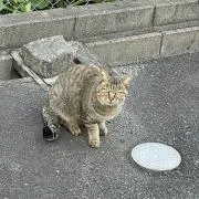 凛