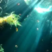 ナマ