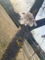 ニーチェの画像