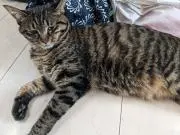 ピザの画像
