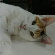 ネコネの画像