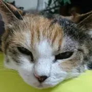 ちろきっちゃんの画像