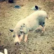 ぶーたんの画像