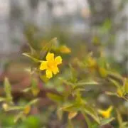 chamの画像