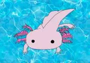ウパルパの画像