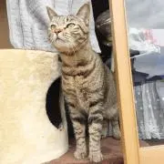sakiの画像