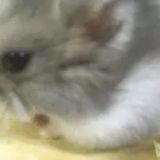 にっしーの画像