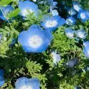 minminの画像
