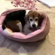 MICの画像