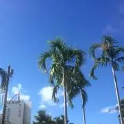 みーこの画像