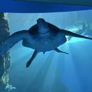 okameの画像