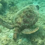 やまの画像