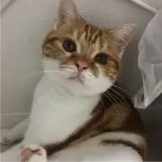 ストリート猫