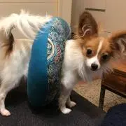S.Mochi