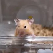 みゆの画像