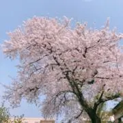 白露の画像