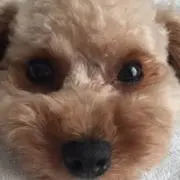 ここあん
