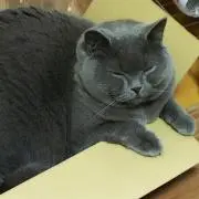 花の子
