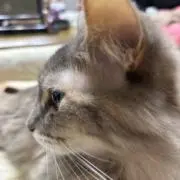こんこんの画像