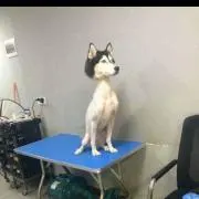 たぬきちの画像