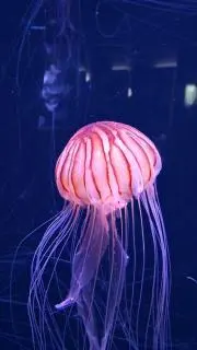 オレンジペコの画像
