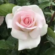 ちよまる（プロフ必読下さい）の画像