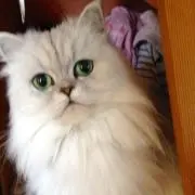 さくらこの画像