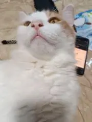 即購入◉、猫２匹、喫煙者❌挨拶ナシOKの画像