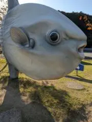udamis