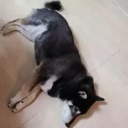 Rの画像