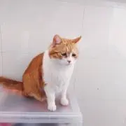 マルコの画像
