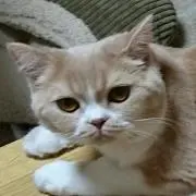 ゆめにゃんの画像