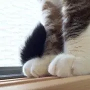 のほほんの画像